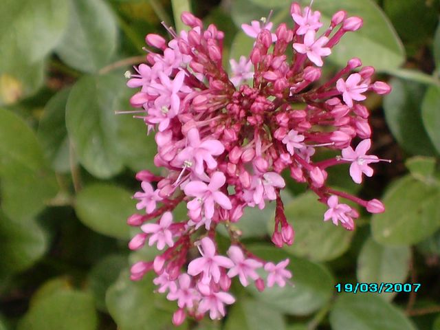 Fleur de Printemps